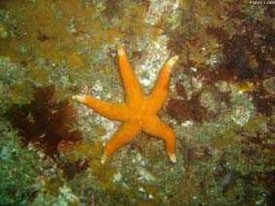 la bio sous-marine